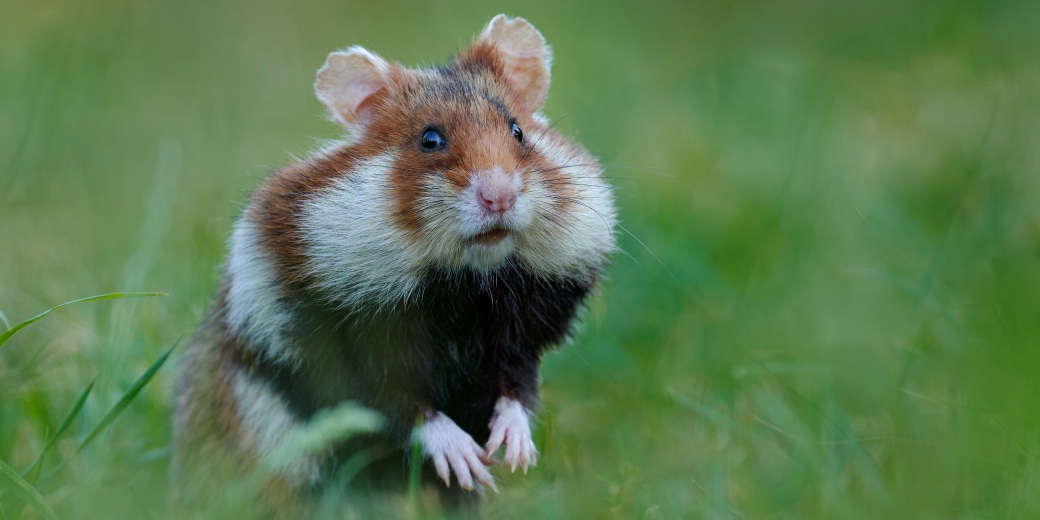 European hamster (Cricetus cricetus) 