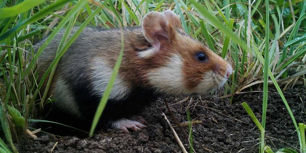 European hamster (Cricetus cricetus) 