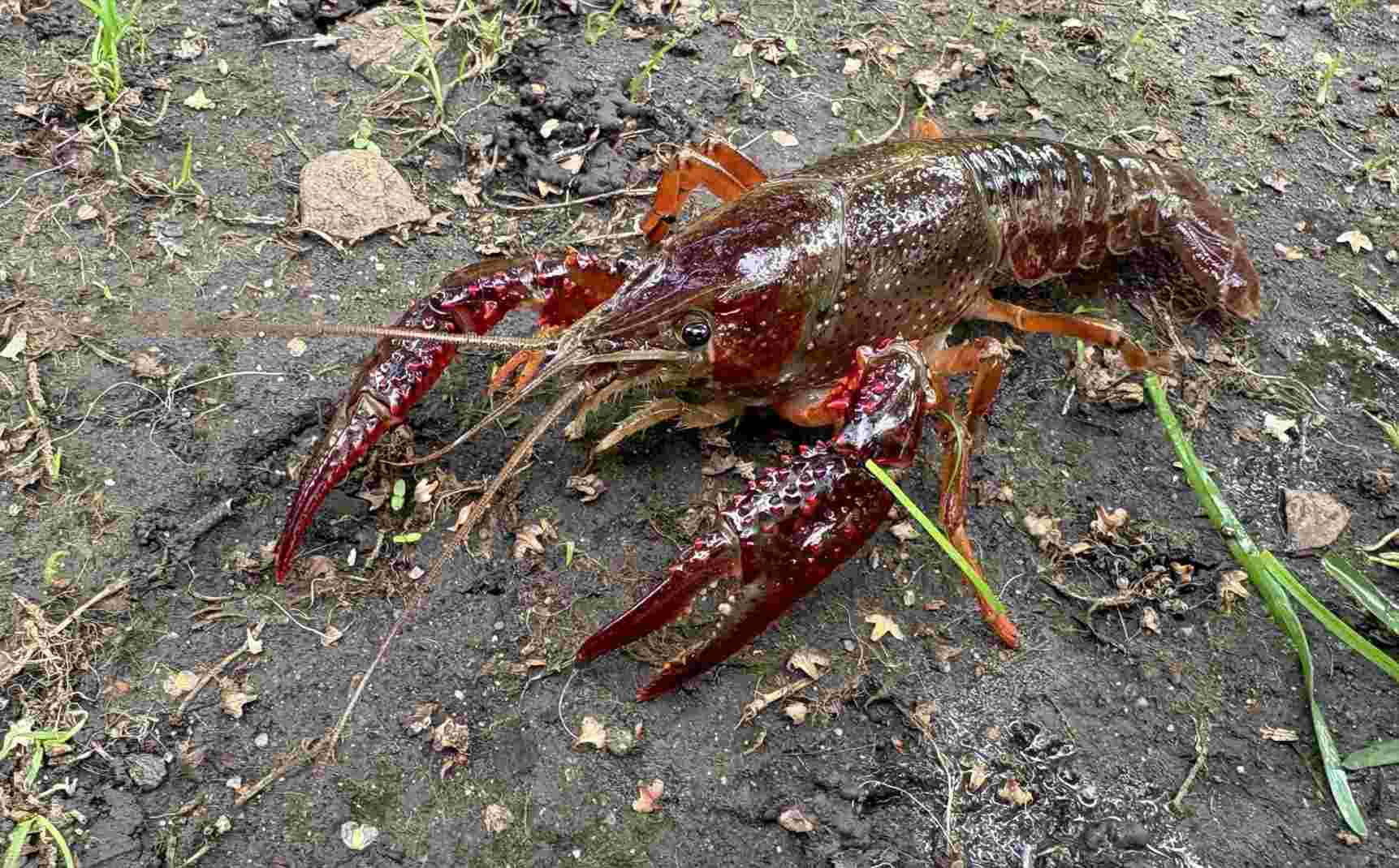 Invasive red swamp 