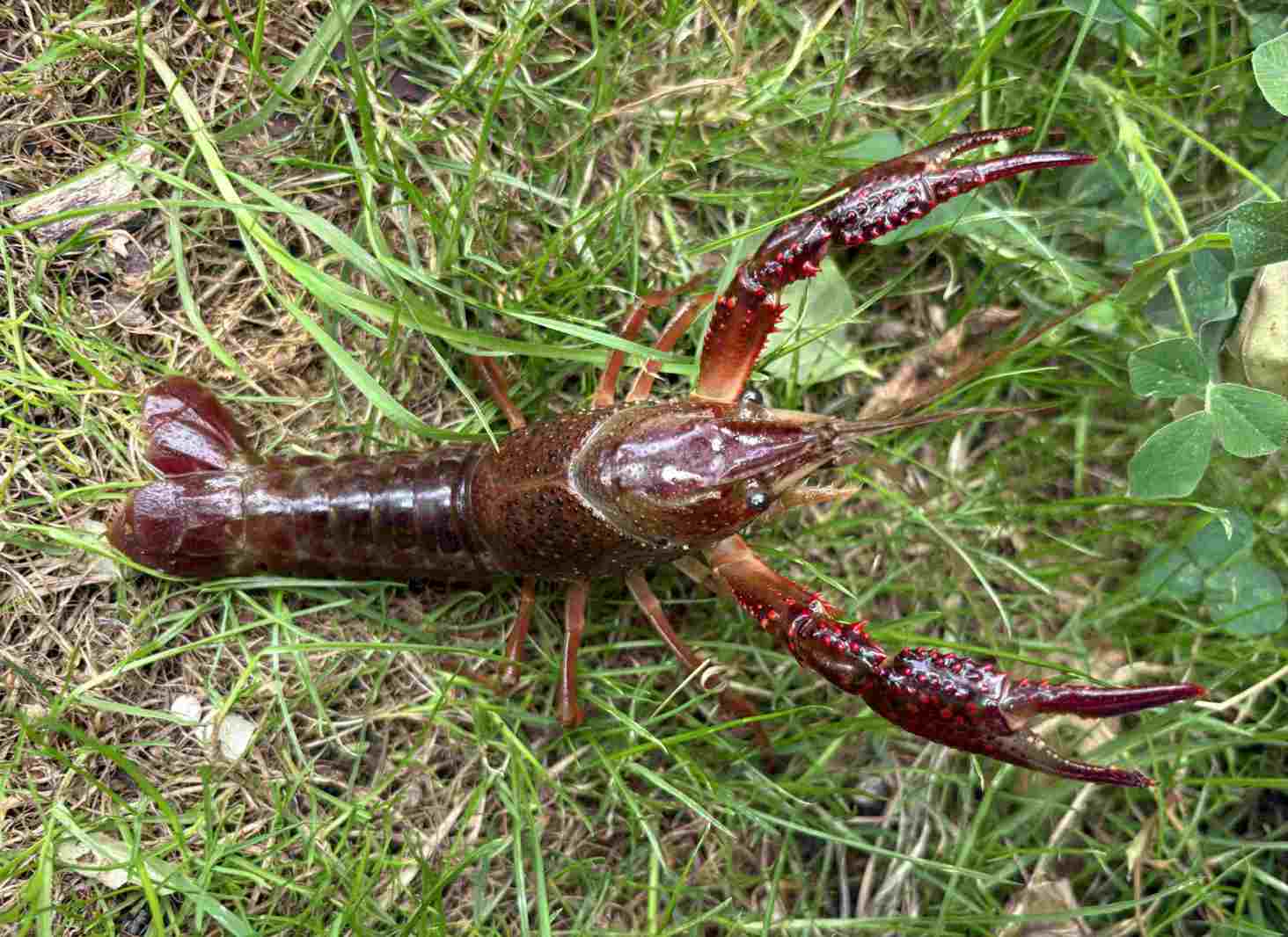 Invasive red swamp 