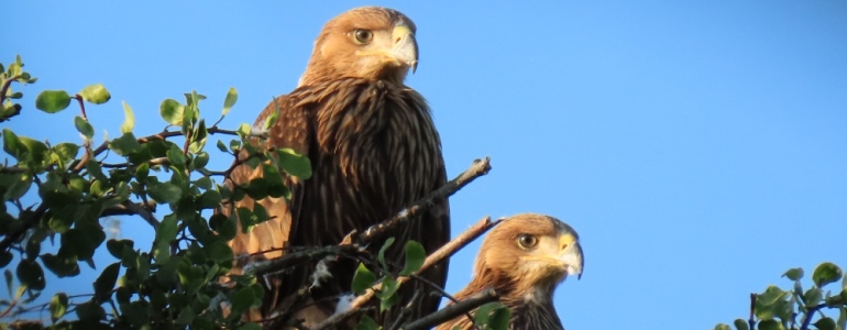 Eastern imperial eagles (Aquila heliaca) 