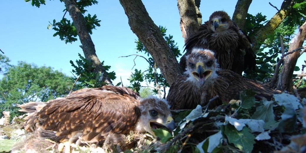 Eastern imperial eagles (Aquila heliaca) 