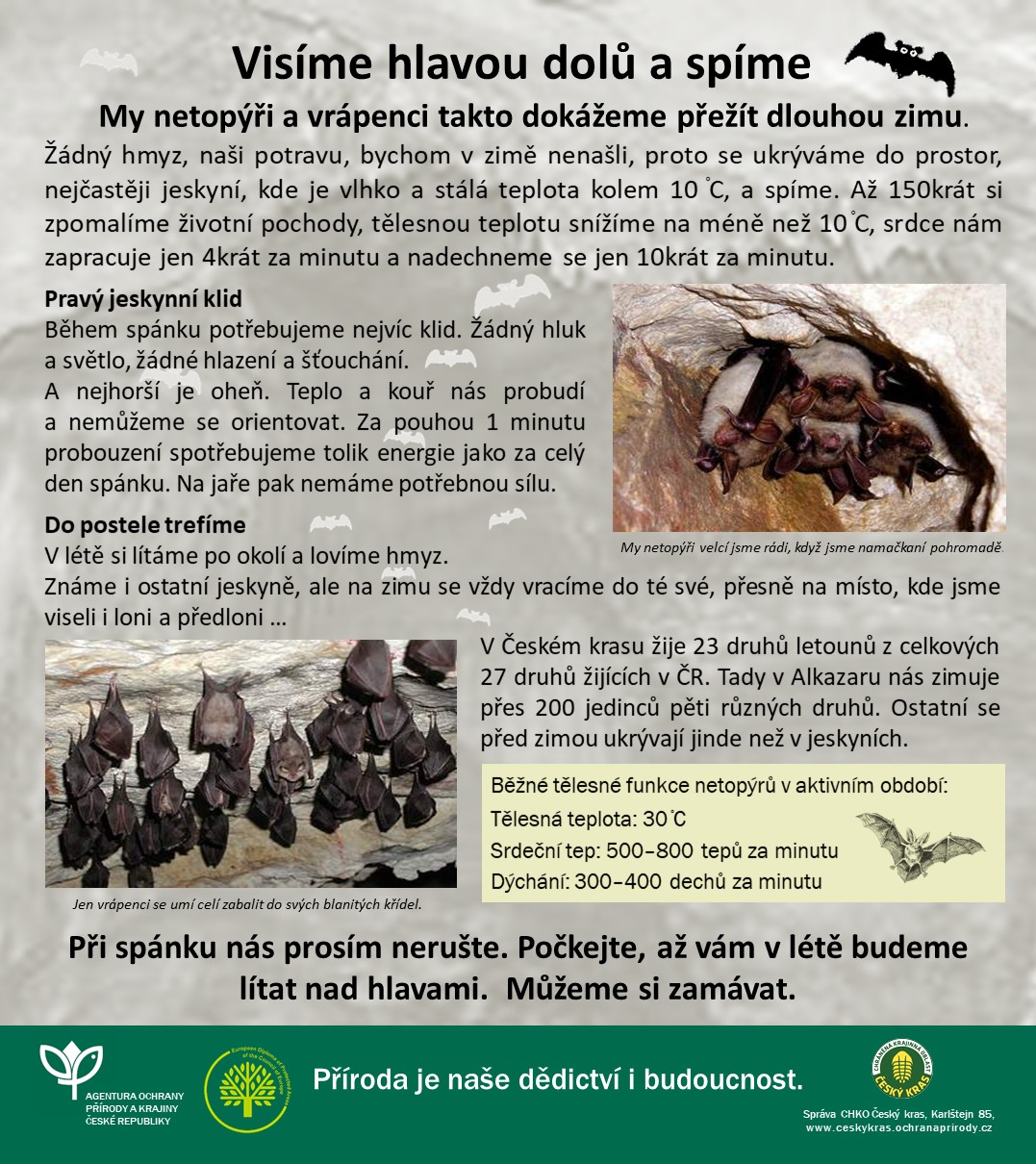 O netopýrech