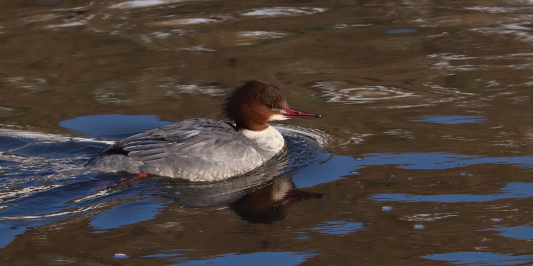 Plovoucí samice morčáka velkého.
