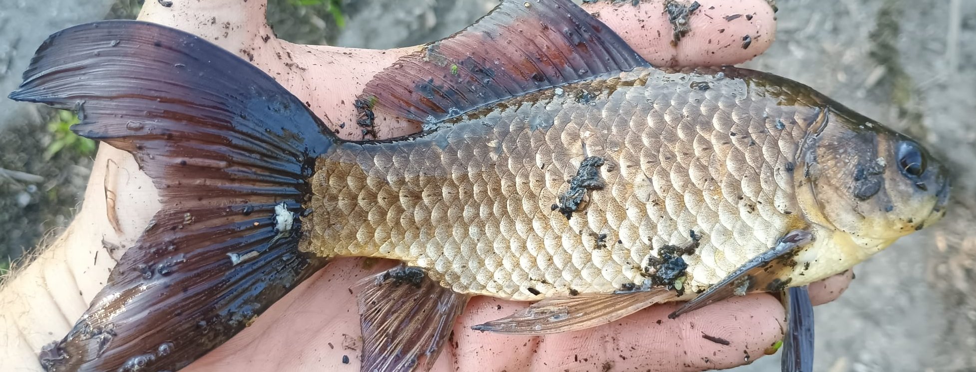 Invazní týden v Poodří - vycházka za nepůvodními druhy